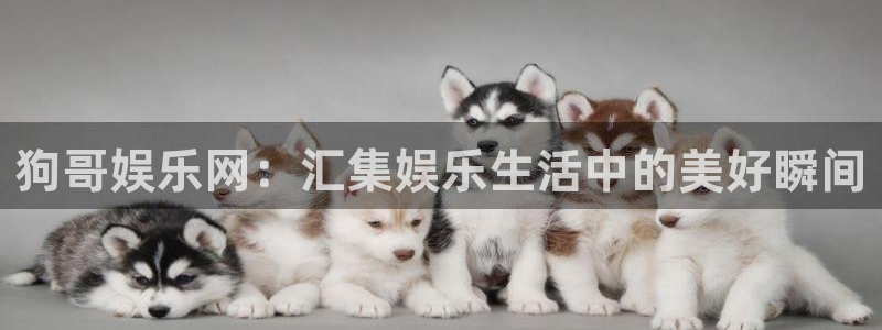 尊龙时凯体育和杏耀是哪个公司的：狗哥娱乐网：汇集娱乐生活中的美好瞬间